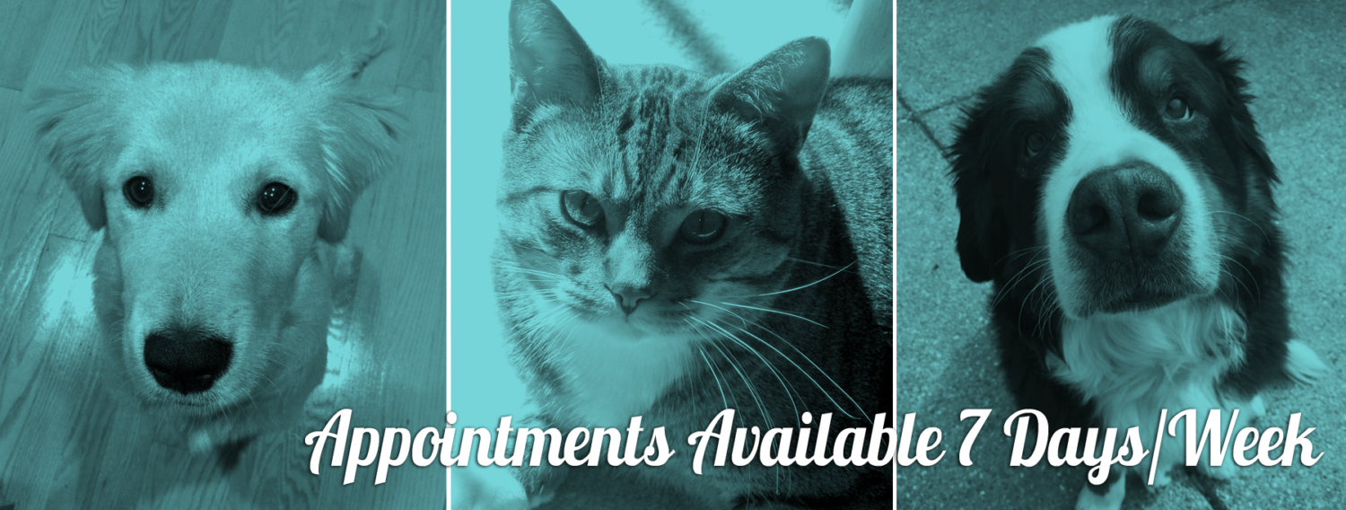 Home Veterinary Housecall Care